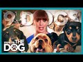 Six Owners and Nine Dogs All in a Single Home! | It's Me or The Dog