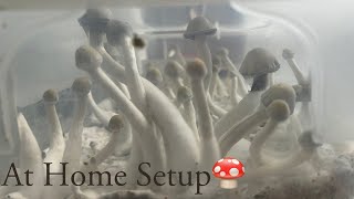 How I MAXIMIZED! My Yields | At Home Mycology Setup| P. Natalensis| #mycology