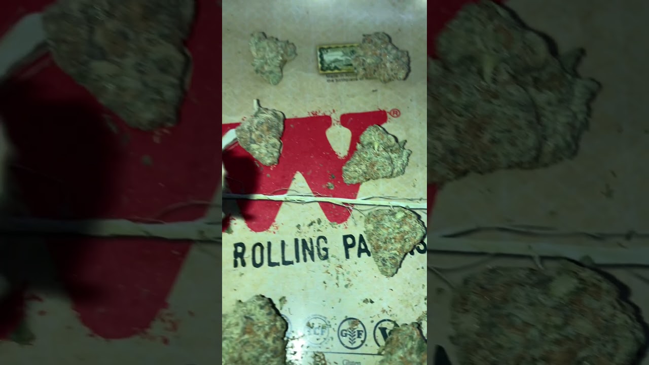 | KASA VERDE | WHITE COOKIES | 💯 NON IRRADIATED 💯 UK MEDICAL CANNABIS PATIENT FLOWER VIDEO 2025 🔥🔥🔥🔥