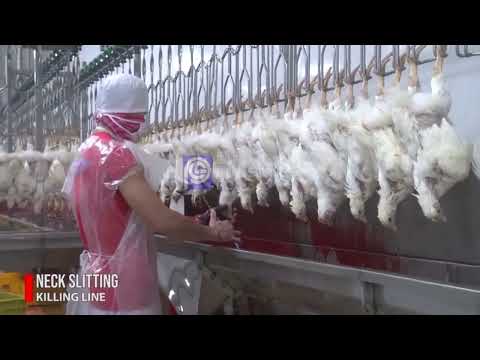 CLP poultry processing