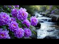 Relaxing Classical Music For Anxiety And DepressionрџЊї Chopin Bach Beethoven Mozart Schubert Relaxing Classical Music For Anxiety And DepressionрџЊї Chopin Bach Beethoven Mozart Schubert