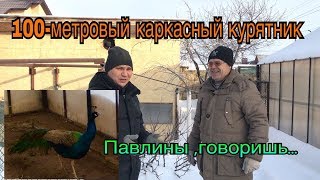 видео: Каркасный 100 кв.м.  курятник. Павлины зимуют в теплице. картинка: Каркасный 100 кв.м.  курятник. Павлины зимуют в теплице.