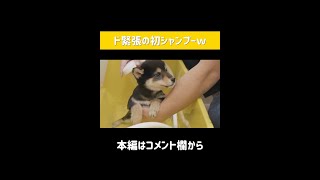 初めてのシャンプーが可愛すぎる豆柴子犬 #Shorts