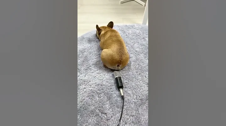 French Bulldog Farting #shorts