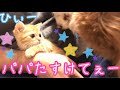 子猫の茶々くんが犬見知りしてパパに助けを求める姿が可愛すぎる #子猫 #マンチカン