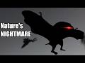 What if Mothman was Real? - Speculative Evolution