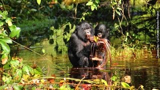 Bonobo 'Peeps' Could Shed Light On Evolution Of Language - Newsy