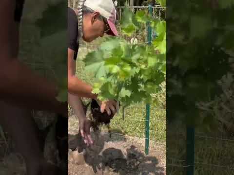 Video: Uvas para jardinería en la zona 8 - Consejos para cultivar uvas en la zona 8