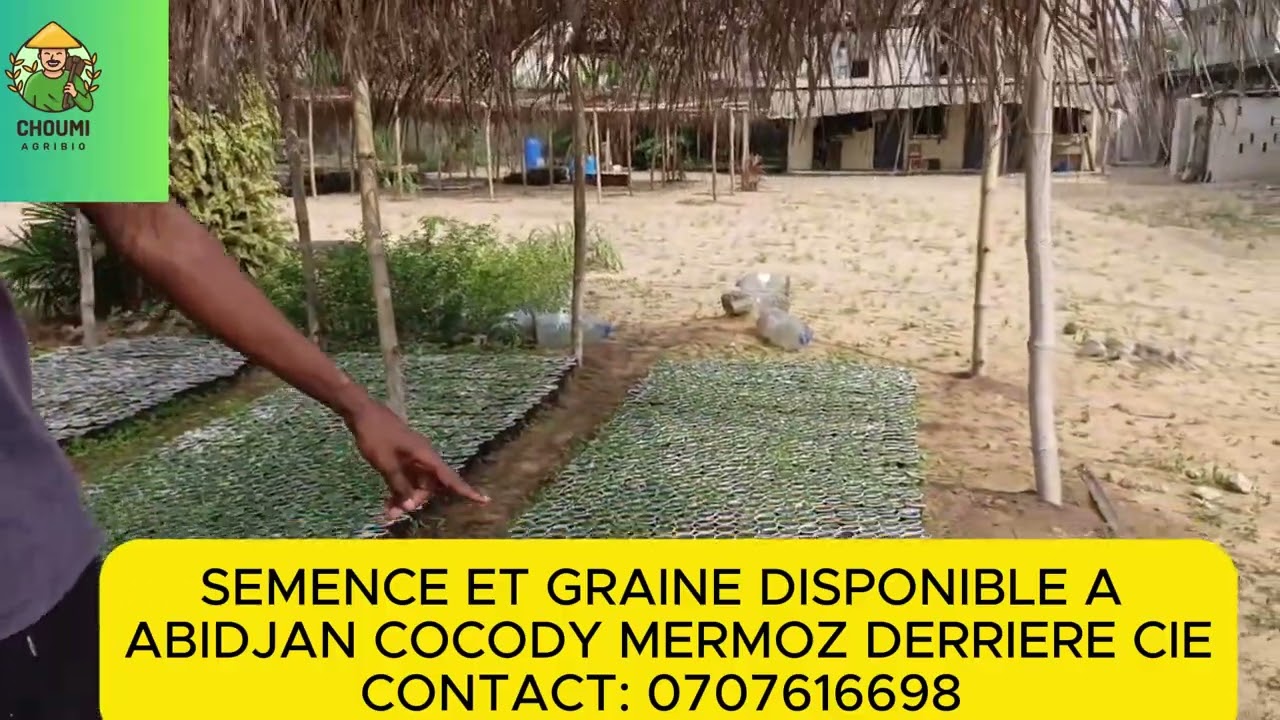 🇨🇮 PLANTS DE CAMPECHE, FRAISE, PIMENT SENT BON, TOMATE, AUBERGINE, CLÉMENTINE, DISPONIBLE A ABIDAN