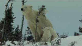 Watch Knut & Friends Trailer