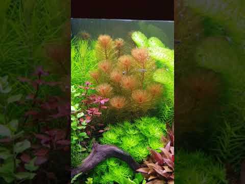 Myriophyllum tuberculatum