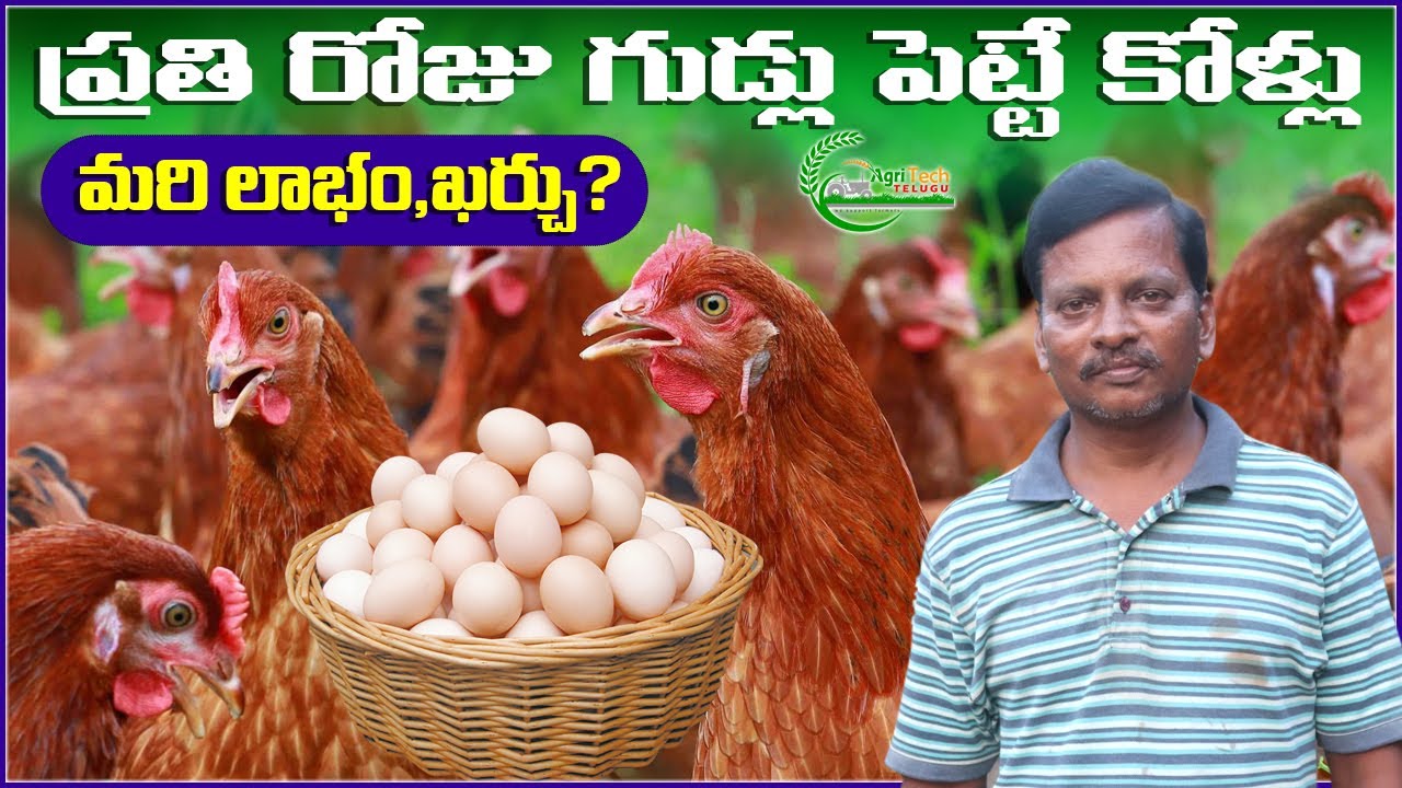 బీవీ 380 కోళ్ల పెంపకం | BV 380 Kollu | ప్రతి రోజు గుడ్డు పెట్టె కోళ్లు | AgriTech Telugu