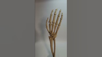 Skeletthand - Skeleton hand- 3D-Print - Lifesize #skeleton #3d #shorts #ytshorts