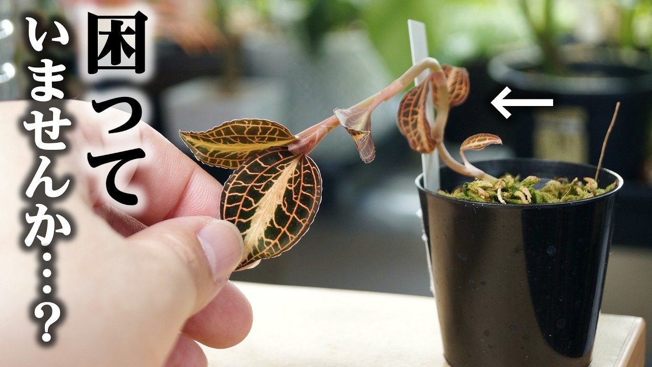 育て方のポイントを全て教えます！「難しい・溶ける・枯れる」と言われる観葉植物がこちら…【ジュエルオーキッド】