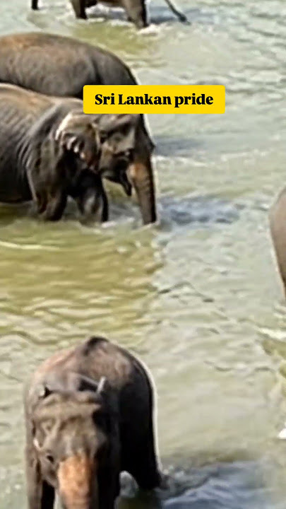 Sri Lankan pride🤗#virashorts #virashort #elephants