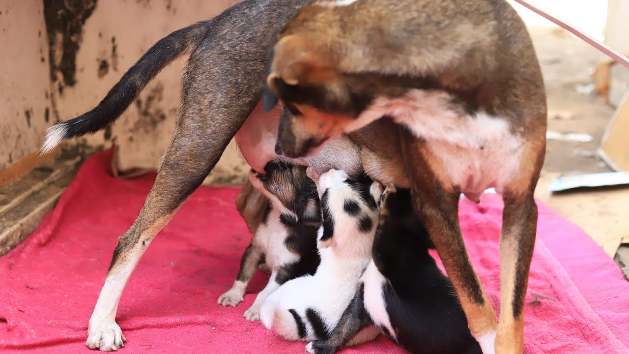 Mother Dog Begins Weaning Her Puppies – Beautiful Natural Moment 🐶❤️
