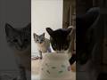 先輩猫にご飯が運ばれるとこうなる… #子ネコ #cat #猫のいる暮らし