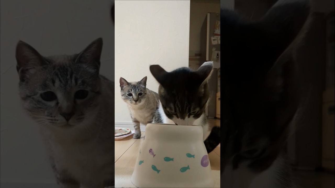 先輩猫にご飯が運ばれるとこうなる… #子ネコ #cat #猫のいる暮らし