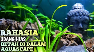 3 RAHASIA UDANG HIAS BETAH DI AQUASCAPE