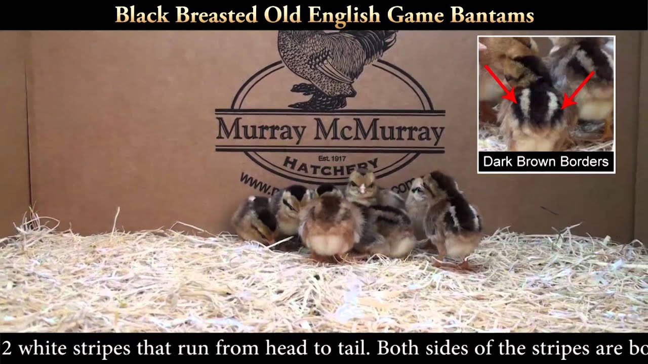 Black Breasted Old English Game Bantams Chicks - YouTube