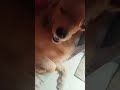 Cute jack