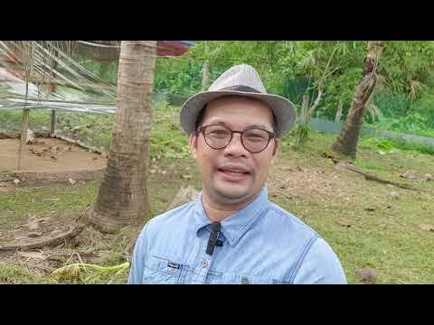 Ano ang pagkain ng mga Sisiw kada Buwan na edad nila - YouTube