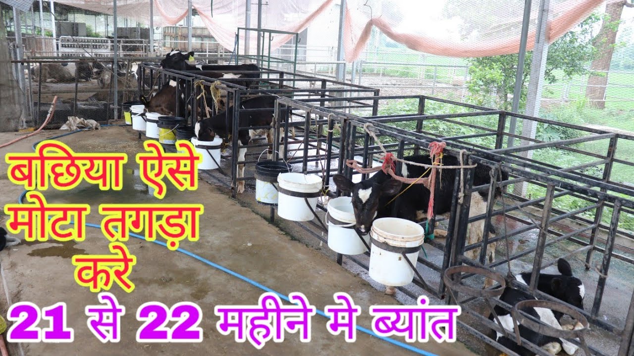 टॉप की कटी बछिया तैयार ऐसे करे|Quality calf rearing|Diet Plan|Dairy Farming