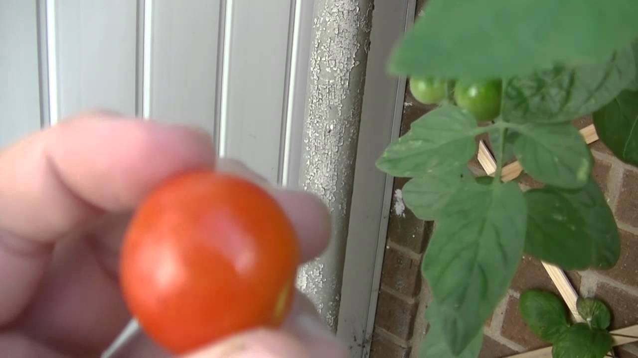Dutch Bucket Tomatoes + Peppers YouTube