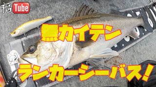 【無カイテン】でランカーシーバス釣ってみた!