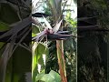 Экзотическая пальма в оранжереи