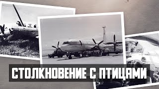 Collision with birds. IL-18 plane crash in Tashkent