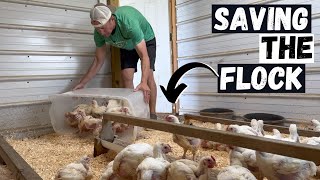 We Had To Do This To Save Our Meat Chickens!