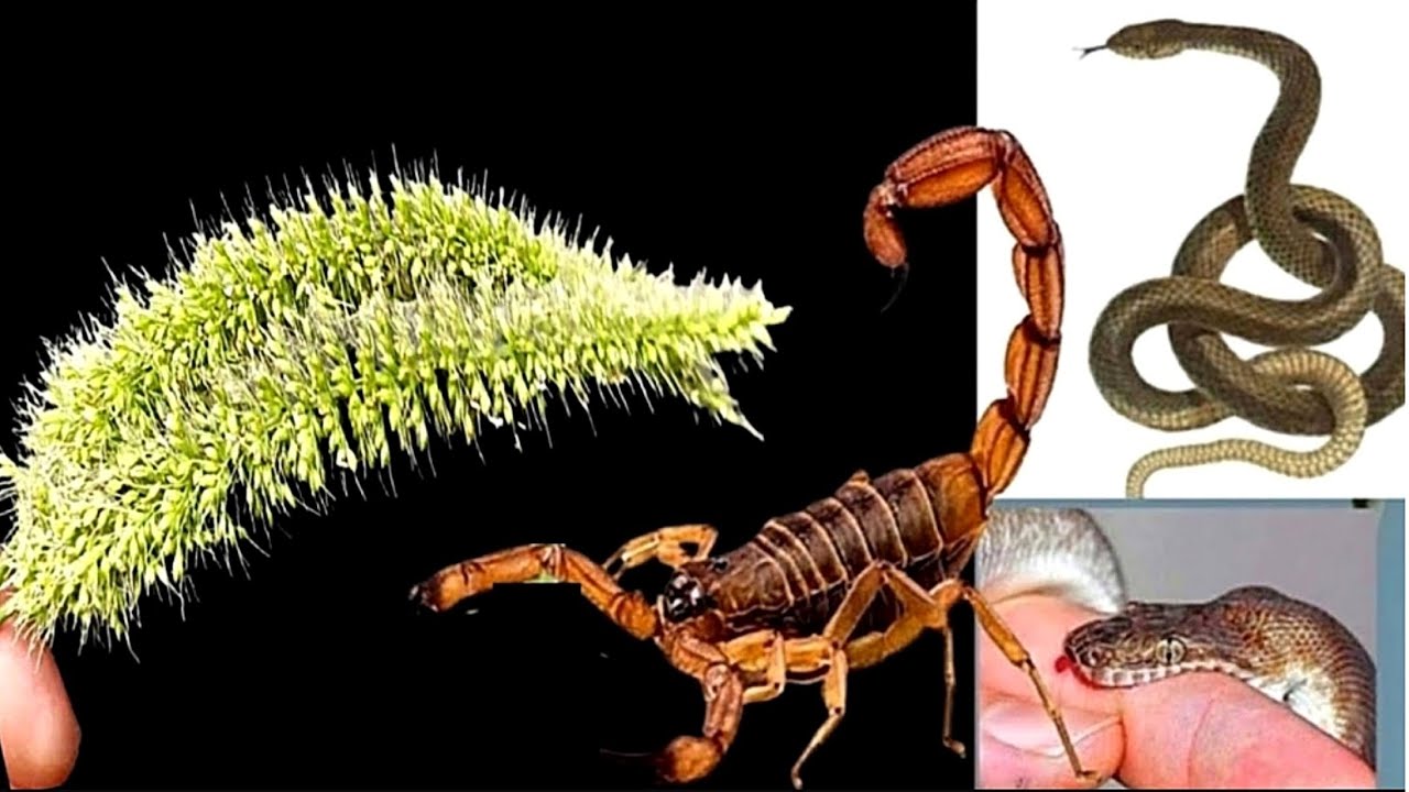 यमराज से भी लड़ कर बचा लेगी जान,यह चमत्कारी जंगली जड़ी बूटी