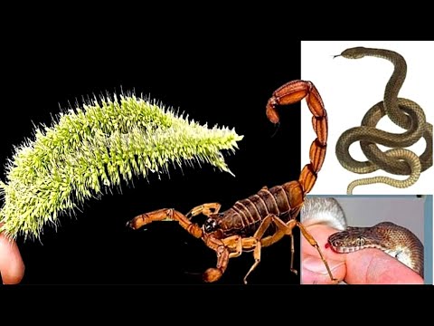 यमराज से भी लड़ कर बचा लेगी जान,यह चमत्कारी जंगली जड़ी बूटी