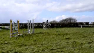 Murphy Laurelview 1m 2 phase (showjumping)