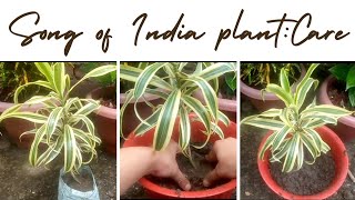 Song of India/Dracaena reflexa plant care and propagation