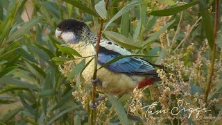 Northern Rosella (Platycercus venustus)HD Video clip 1/1 Tim Siggs ABVC