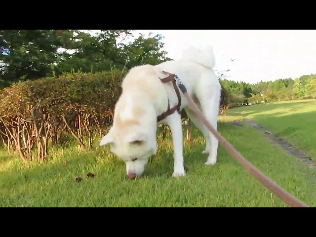 秋田犬ゆうき 大きくなっても飼い主の抱っこは受け入れるしかない Akita Dog Golectures Online Lectures