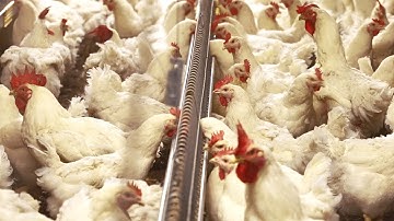 Fortena™ chain feeding system for broiler breeders
