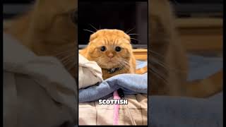 SEKILAS FAKTA KUCING YANG JARANG DIKETAHUI‼️ #shorts