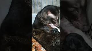 kelahiran yg 1 dr indukan betina (VANIA) musang pandan x (BENJOT) jantan musang pandan albino