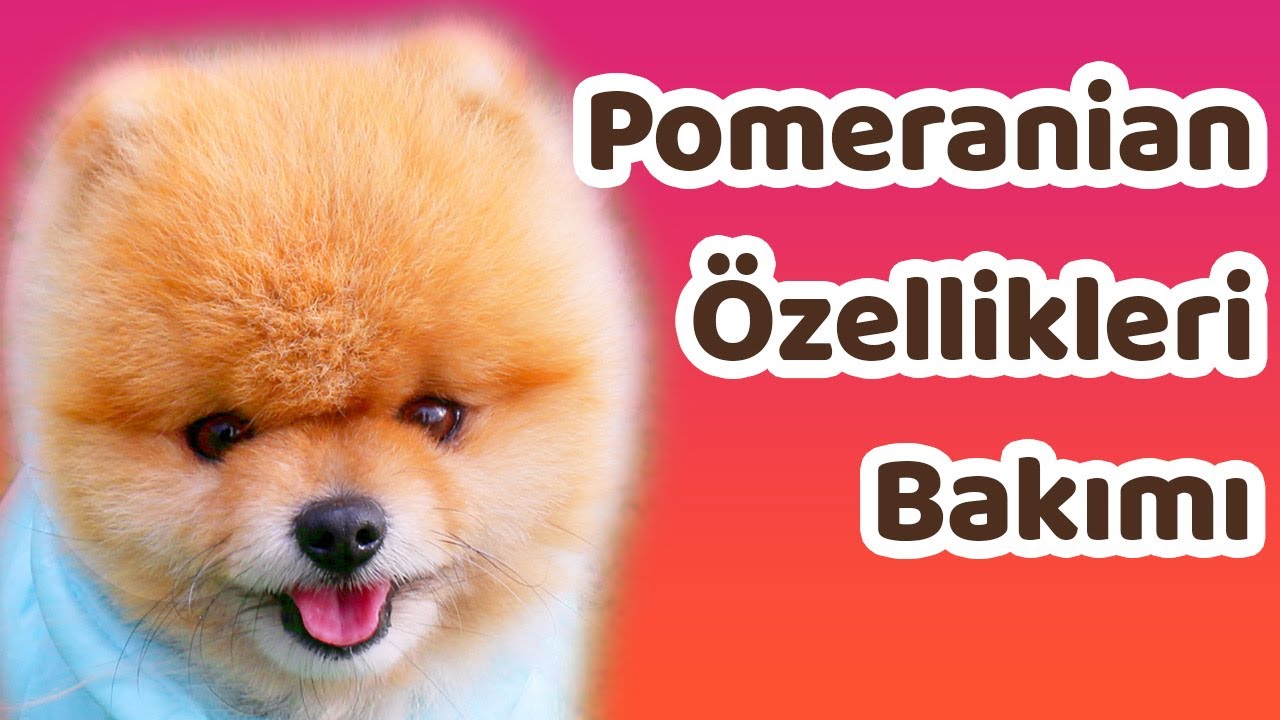 Pomeranian Ozellikleri Bakimi Ve Beslenmesi Youtube