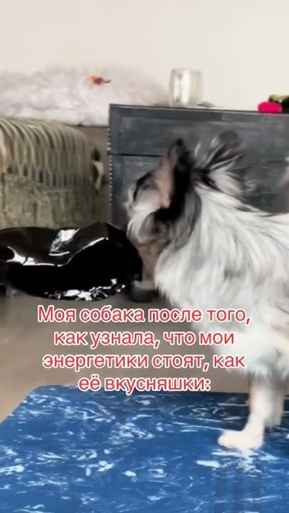 #собаки #собачники #собачникипоймут #моясобака #приколыживотные # ...