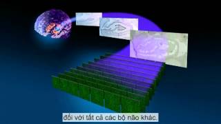 Allan Jones Bản đồ bộ não