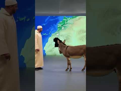 علال الحمار والروينة ديال النشرا الجوية