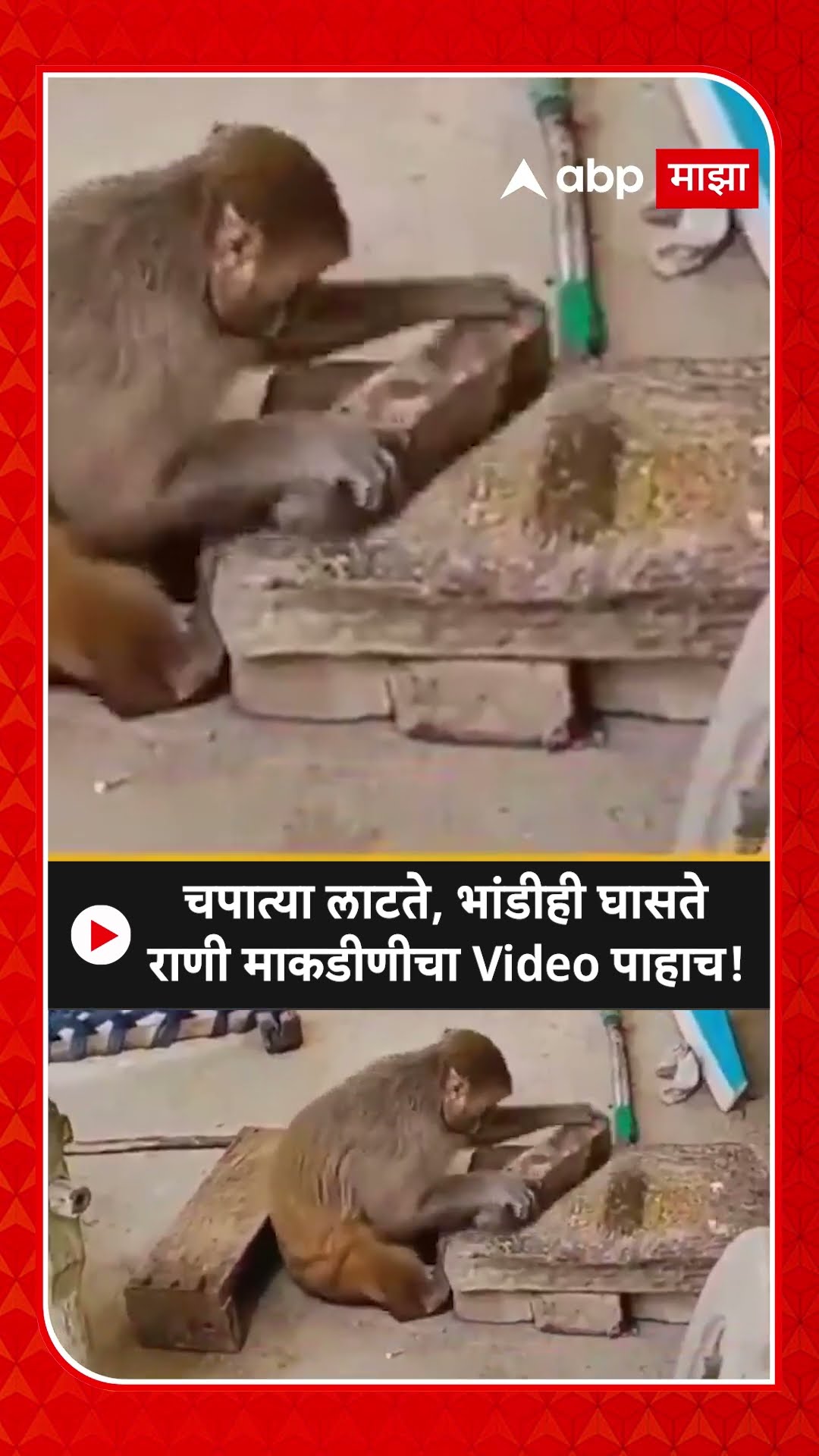 Raebareli Monkey Viral Video : चपात्या लाटते, भांडीही घासते राणी माकडीणीचा Video पाहाच!