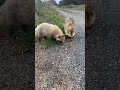 母タヌキと姫、親子で仲良く食べてたら、いきなり、トンビが襲い
