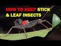 How to keep stick and leaf insects (Weird and Wonderful Pets Episode 3 of 15)