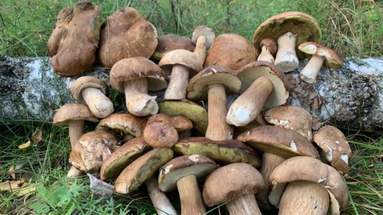 Одне місце -Торба Грибів! Білі Гриби ростуть полянами!