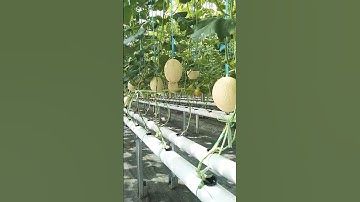 Thumbnail of Budidaya Buah Melon Hidroponik Sistem NFT #short #melonsweet